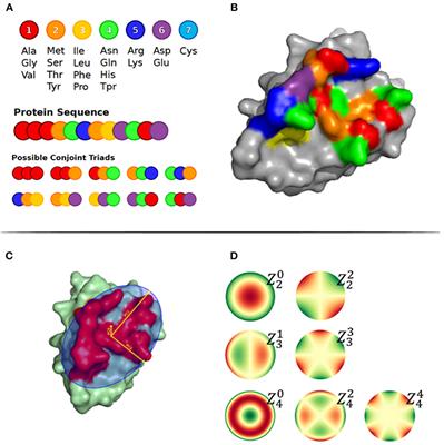 Antibody Specific B-Cell Epitope Predictions: Leveraging Information From Antibody-Antigen Protein Complexes